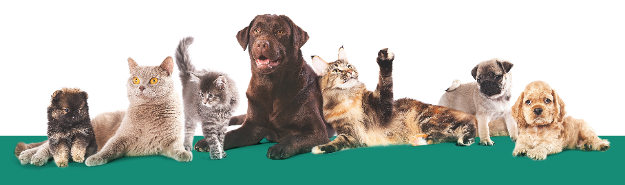 Animais